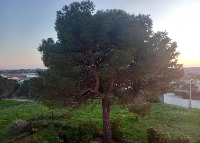 Les Pins Proche Appartement